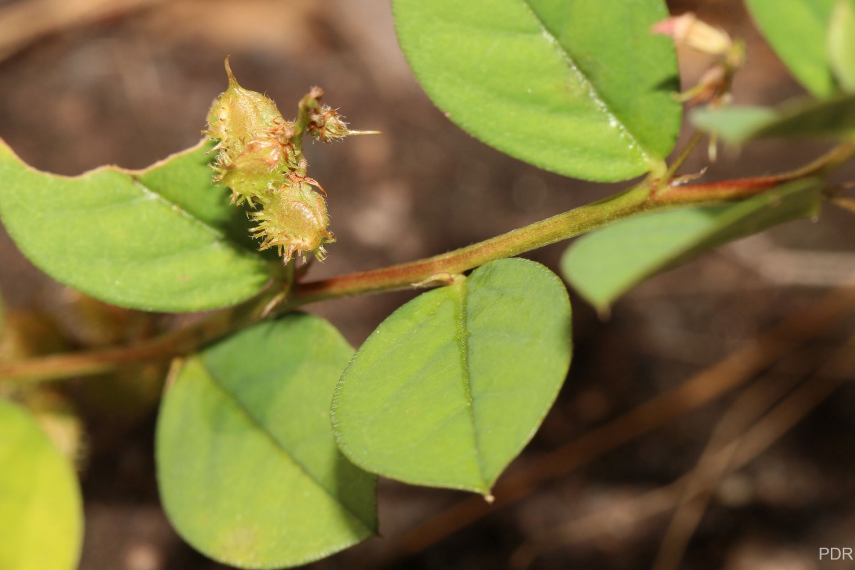 Indigofera nummulariifolia (L.) Livera ex Alston